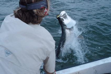 Tarpon jumping as an angler fights it near the boat.